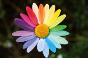 [Image d'illustration]Une fleur aux couleurs LGBT